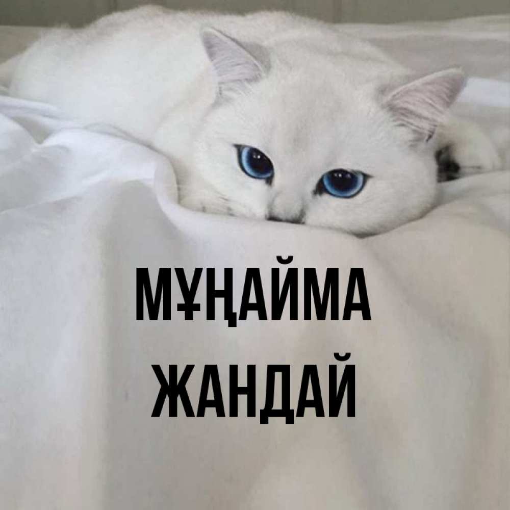 Күн сайын ашық хат с именем, Жандай Мұңайма Голубоглазая кошка Онлайн тегін жүктеп алу тілектері бар керемет карта 
