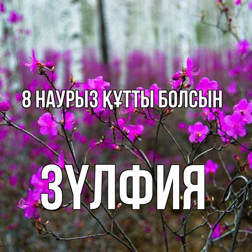 Күн сайын ашық хат с именем, ЗҮЛФИЯ 8 наурыз құтты болсын дикие цветы Онлайн тегін жүктеп алу тілектері бар керемет карта 