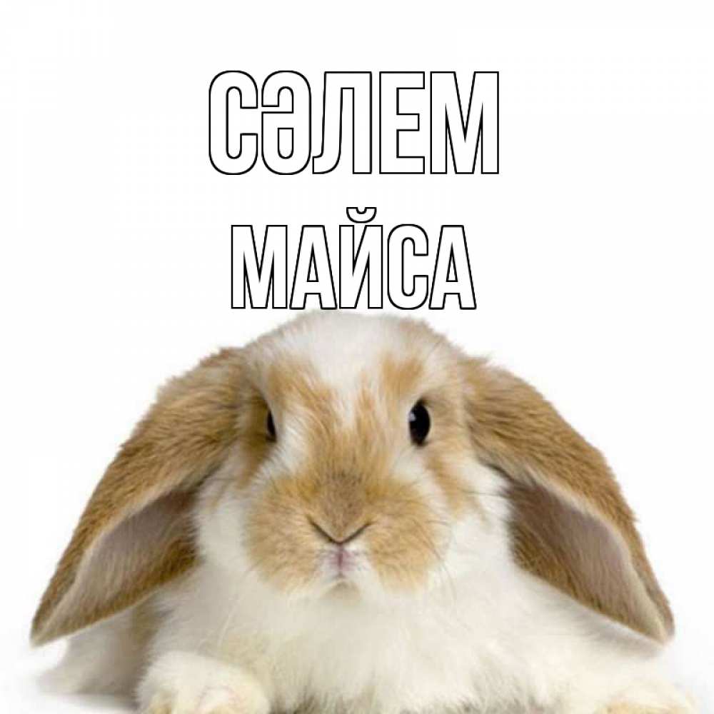 Күн сайын ашық хат с именем, МАЙСА Сәлем с животными Онлайн тегін жүктеп алу тілектері бар керемет карта 