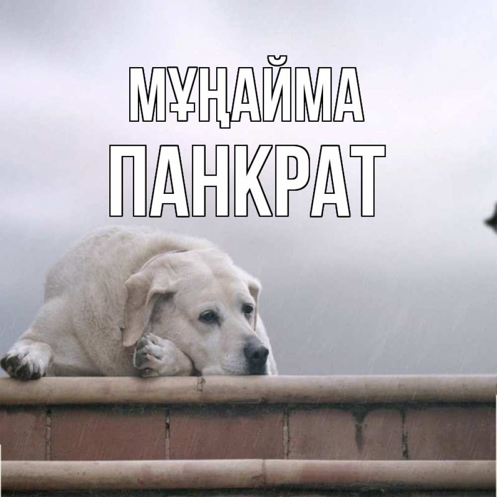 Күн сайын ашық хат с именем, Панкрат Мұңайма белый пес 1 Онлайн тегін жүктеп алу тілектері бар керемет карта 