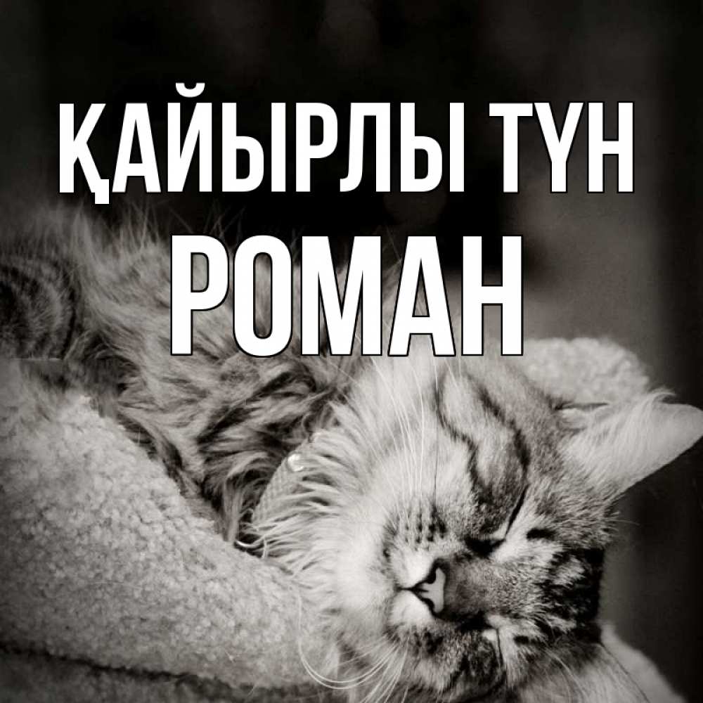 Күн сайын ашық хат с именем, Роман Қайырлы түн котярик пушистый Онлайн тегін жүктеп алу тілектері бар керемет карта 