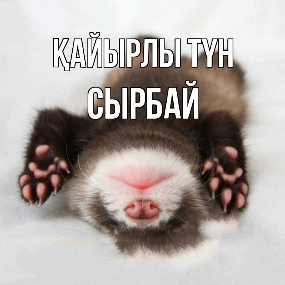 Күн сайын ашық хат с именем, СЫРБАЙ Қайырлы түн зверек Онлайн тегін жүктеп алу тілектері бар керемет карта 
