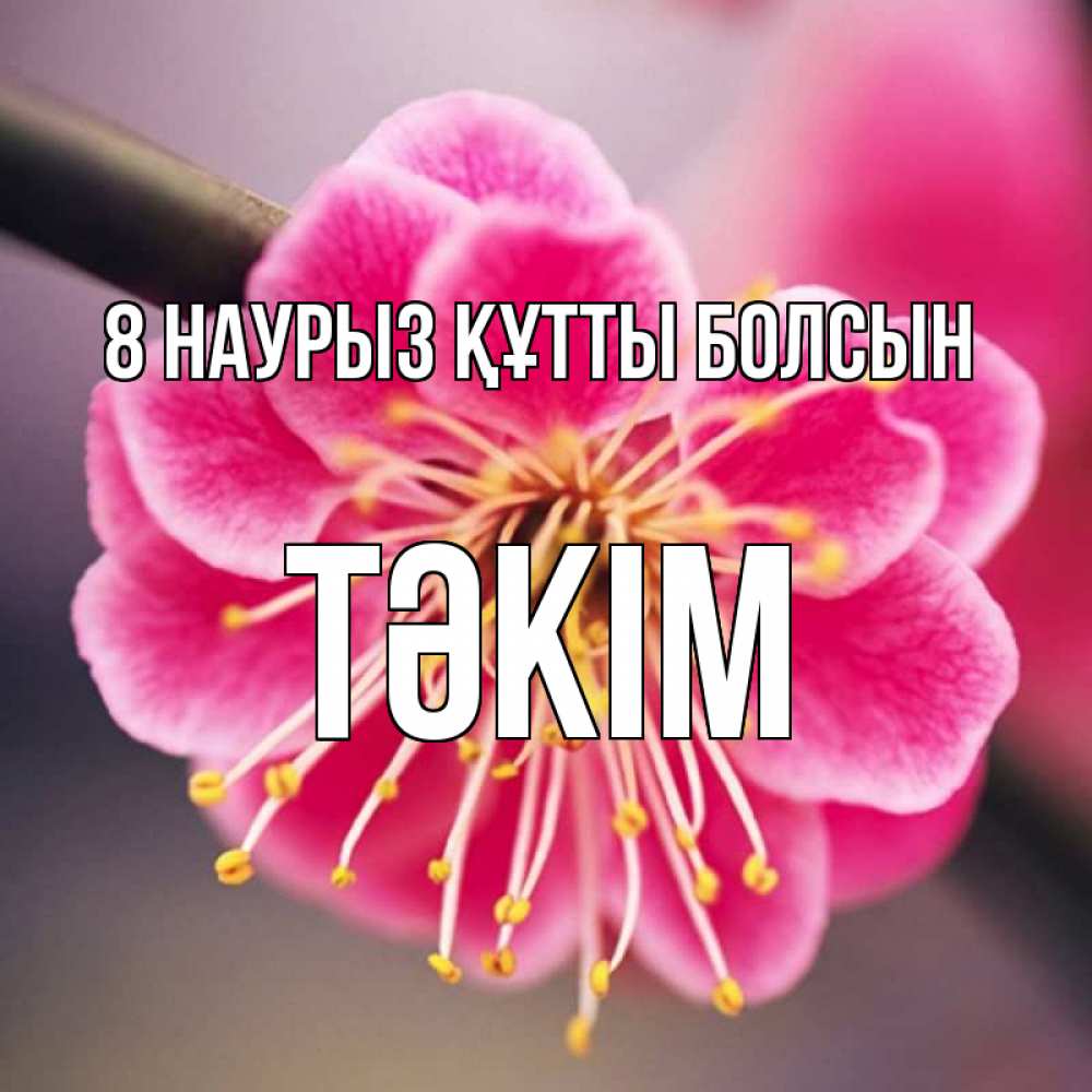 Күн сайын ашық хат с именем, ТӘКІМ 8 наурыз құтты болсын цветы Онлайн тегін жүктеп алу тілектері бар керемет карта 