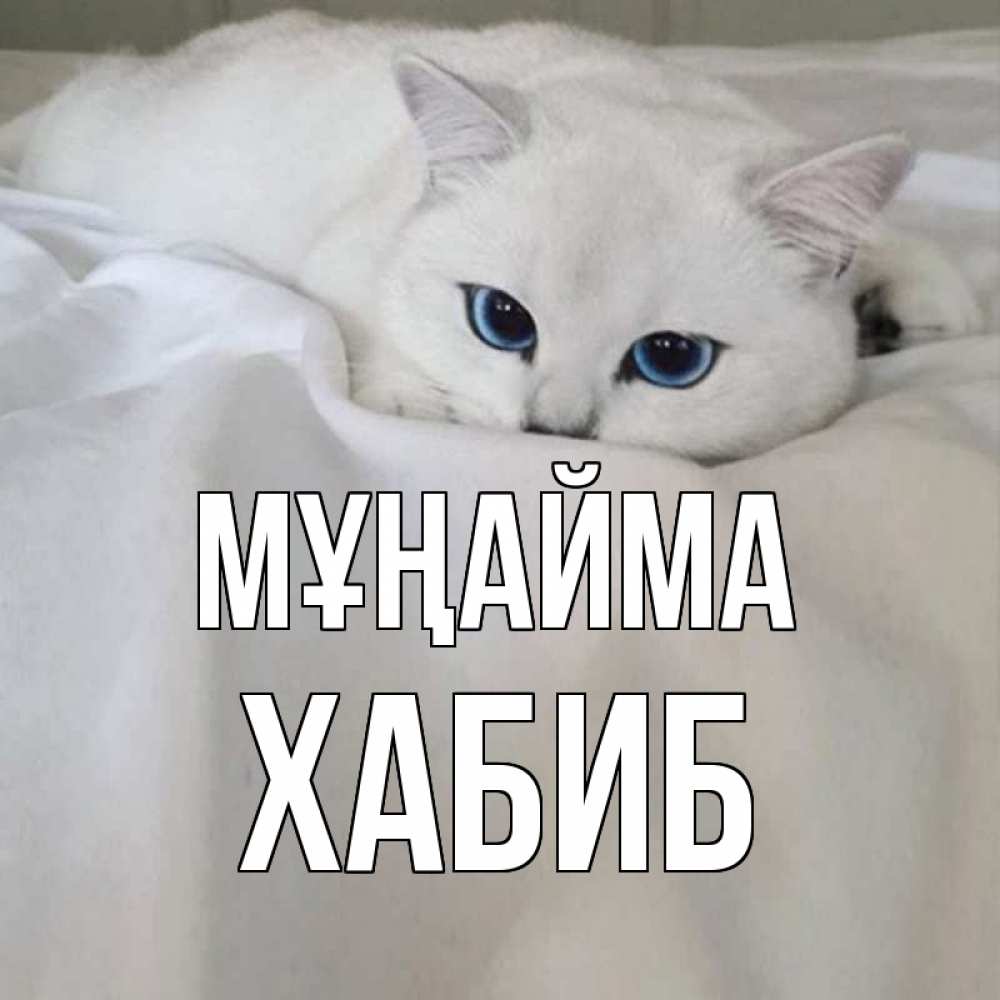 Күн сайын ашық хат с именем, ХАБИБ Мұңайма белый кот с голубыми глазами на белоснежной кровати Онлайн тегін жүктеп алу тілектері бар керемет карта 