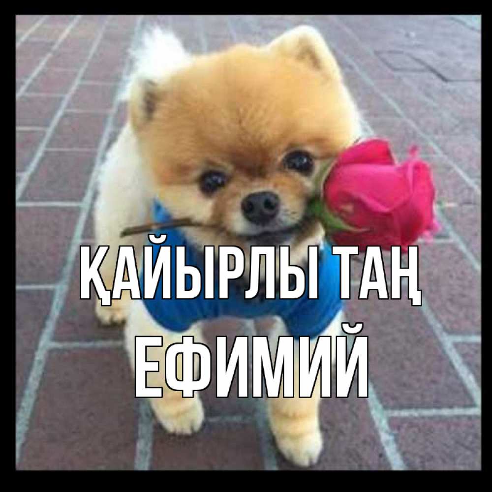 Күн сайын ашық хат с именем, Ефимий Қайырлы таң роза в зубах Онлайн тегін жүктеп алу тілектері бар керемет карта 