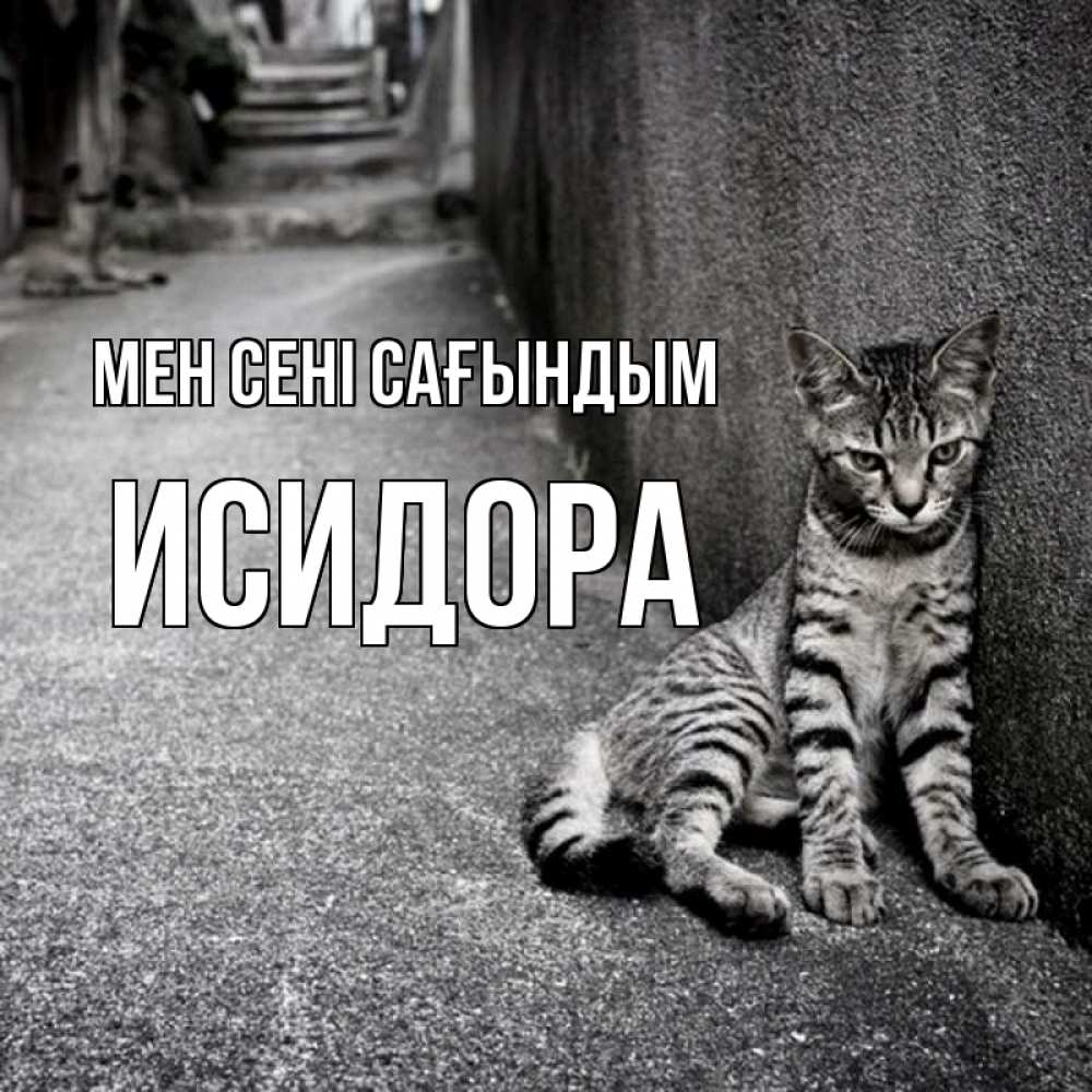 Күн сайын ашық хат с именем, Исидора Мен сені сағындым одиноко котику Онлайн тегін жүктеп алу тілектері бар керемет карта 