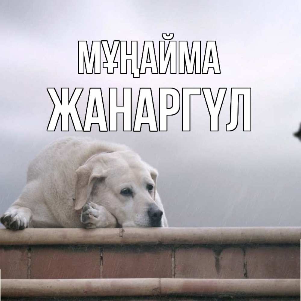 Күн сайын ашық хат с именем, ЖАНАРГҮЛ Мұңайма белый пес 1 Онлайн тегін жүктеп алу тілектері бар керемет карта 
