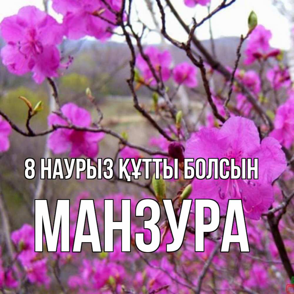 Күн сайын ашық хат с именем, МАНЗУРА 8 наурыз құтты болсын международный женский день Онлайн тегін жүктеп алу тілектері бар керемет карта 
