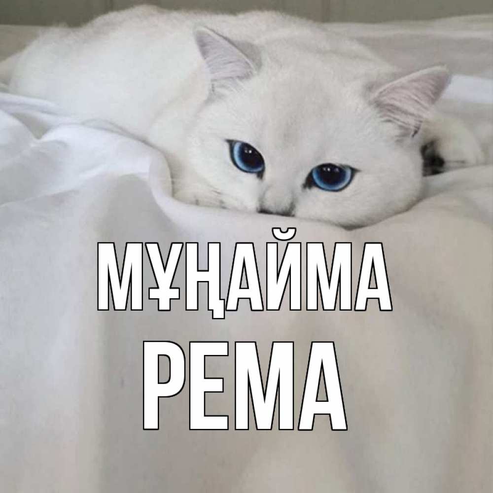Күн сайын ашық хат с именем, Рема Мұңайма белый кот с голубыми глазами на белоснежной кровати Онлайн тегін жүктеп алу тілектері бар керемет карта 