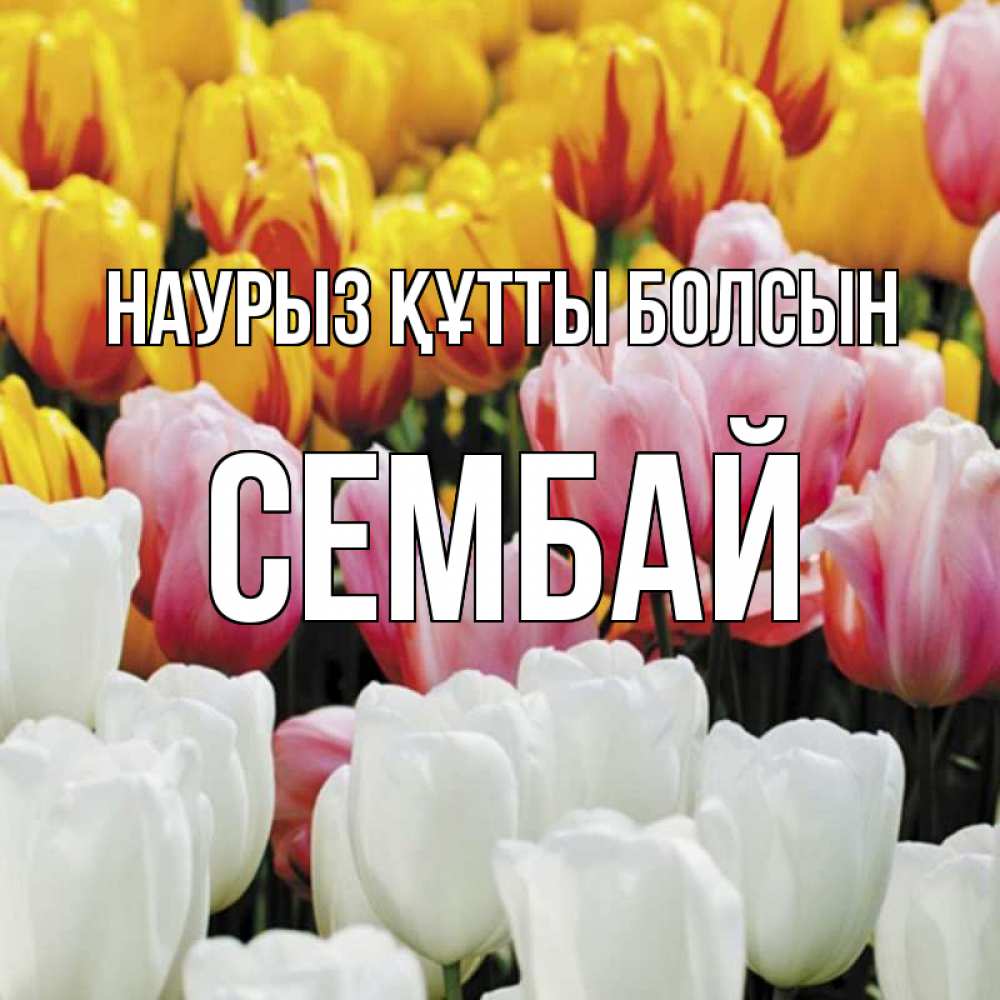 Күн сайын ашық хат с именем, СЕМБАЙ Наурыз құтты болсын разноцветные цветы Онлайн тегін жүктеп алу тілектері бар керемет карта 