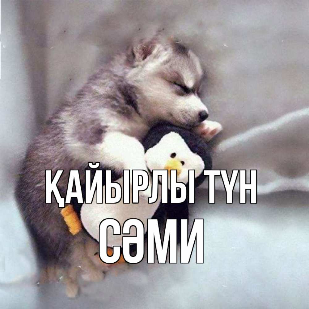 Күн сайын ашық хат с именем, СӘМИ Қайырлы түн обнимашки щенка и пингвина Онлайн тегін жүктеп алу тілектері бар керемет карта 