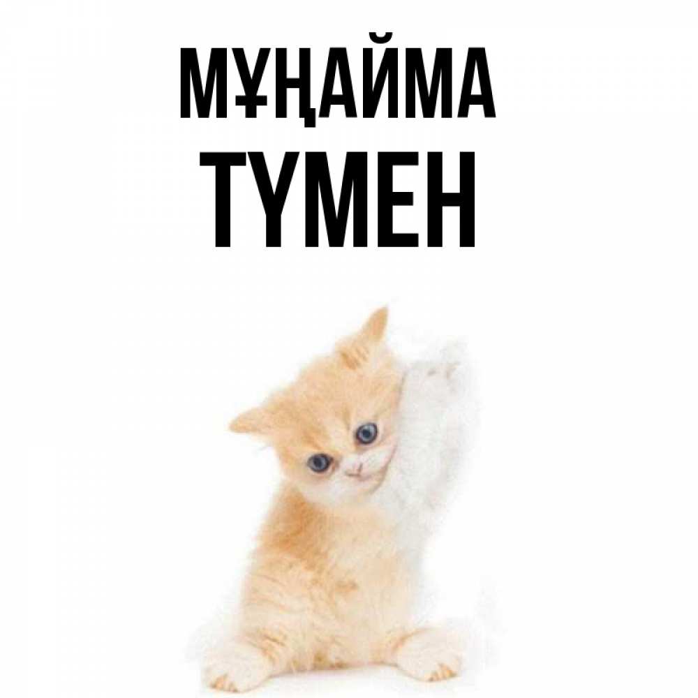 Күн сайын ашық хат с именем, ТҮМЕН Мұңайма просящий кот Онлайн тегін жүктеп алу тілектері бар керемет карта 