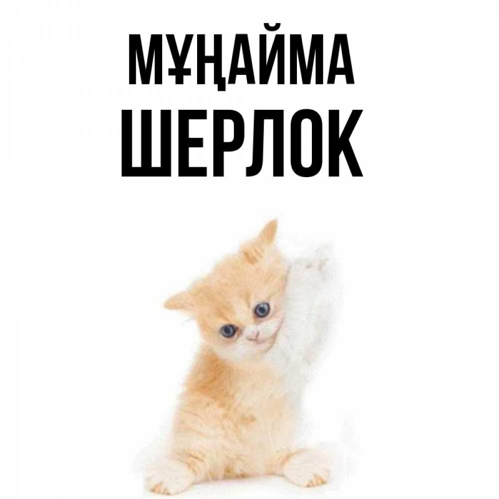 Күн сайын ашық хат с именем, Шерлок Мұңайма просящий кот Онлайн тегін жүктеп алу тілектері бар керемет карта 