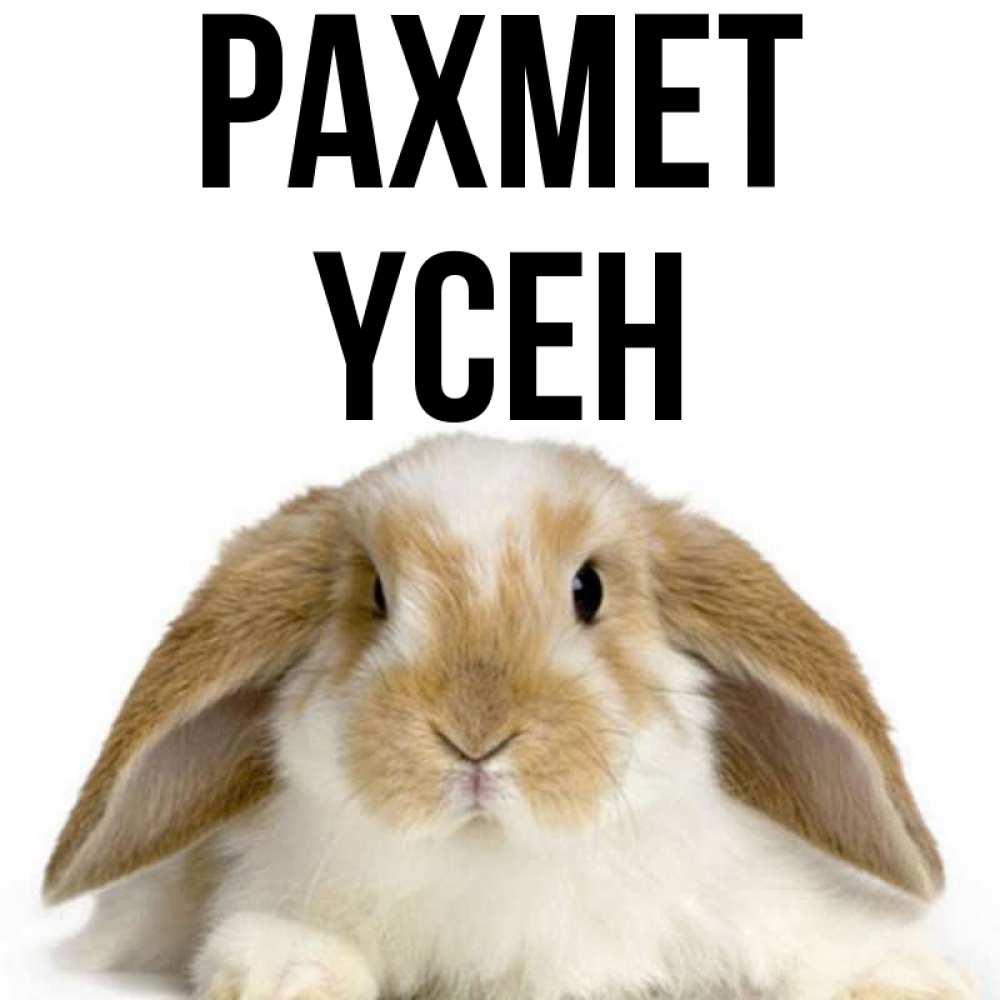 Күн сайын ашық хат с именем, ҮСЕН рахмет коричнево белый заяц Онлайн тегін жүктеп алу тілектері бар керемет карта 
