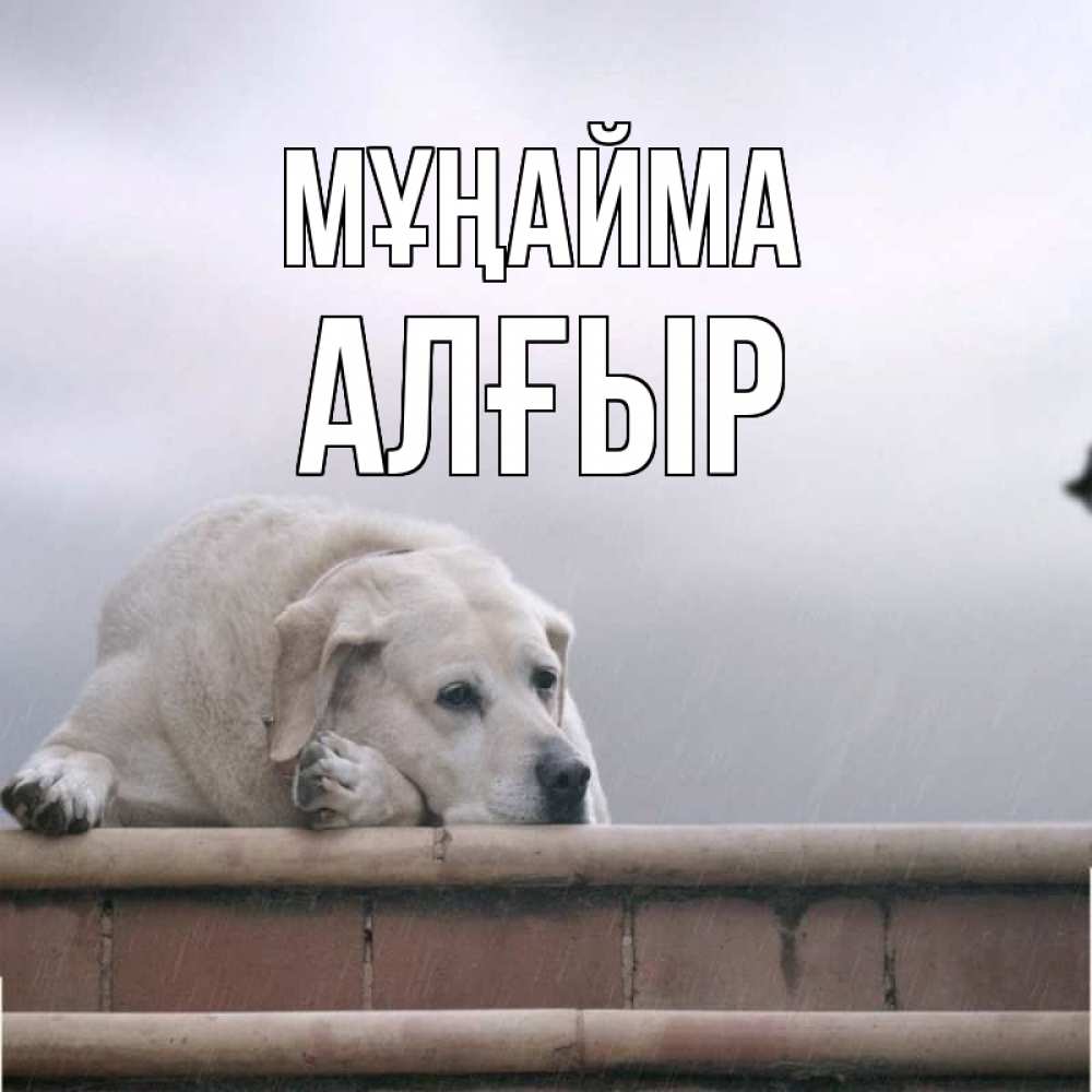 Күн сайын ашық хат с именем, Алғыр Мұңайма белый пес 1 Онлайн тегін жүктеп алу тілектері бар керемет карта 