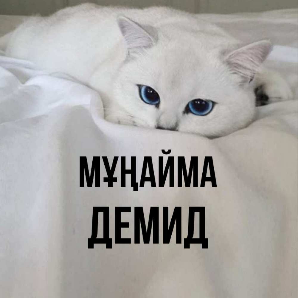 Күн сайын ашық хат с именем, Демид Мұңайма Голубоглазая кошка Онлайн тегін жүктеп алу тілектері бар керемет карта 