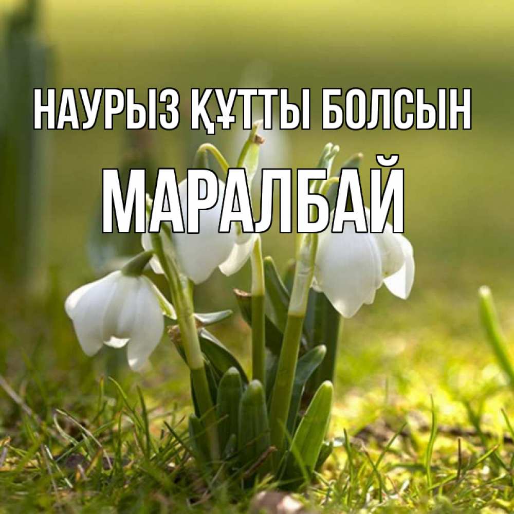 Күн сайын ашық хат с именем, МАРАЛБАЙ Наурыз құтты болсын ранние цветы 2 Онлайн тегін жүктеп алу тілектері бар керемет карта 