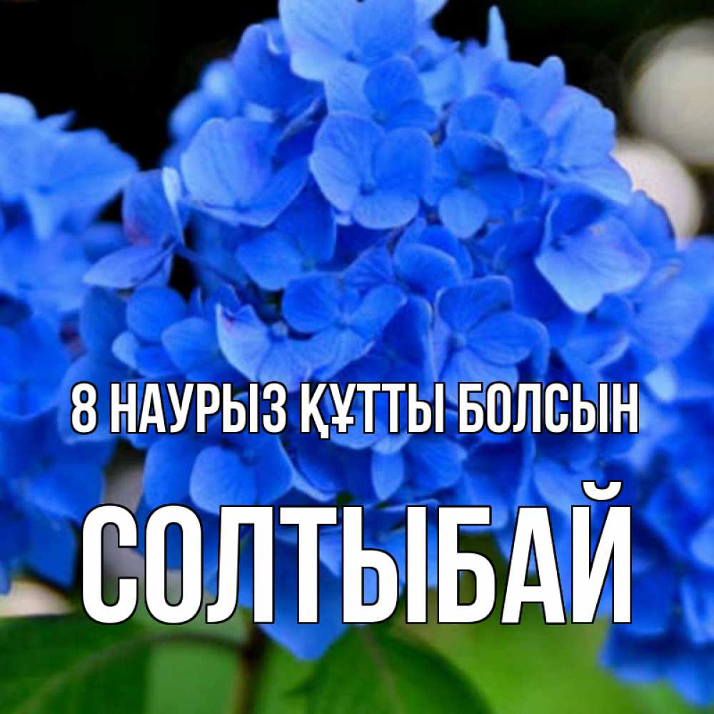 Күн сайын ашық хат с именем, СОЛТЫБАЙ 8 наурыз құтты болсын синие цветы Онлайн тегін жүктеп алу тілектері бар керемет карта 