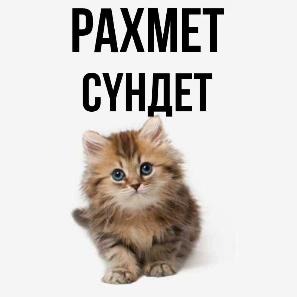Күн сайын ашық хат с именем, СҮНДЕТ рахмет пушистый котик Онлайн тегін жүктеп алу тілектері бар керемет карта 