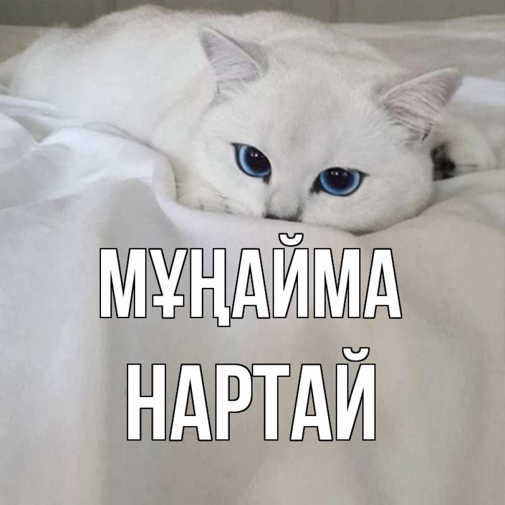 Күн сайын ашық хат с именем, Нартай Мұңайма белый кот с голубыми глазами на белоснежной кровати Онлайн тегін жүктеп алу тілектері бар керемет карта 
