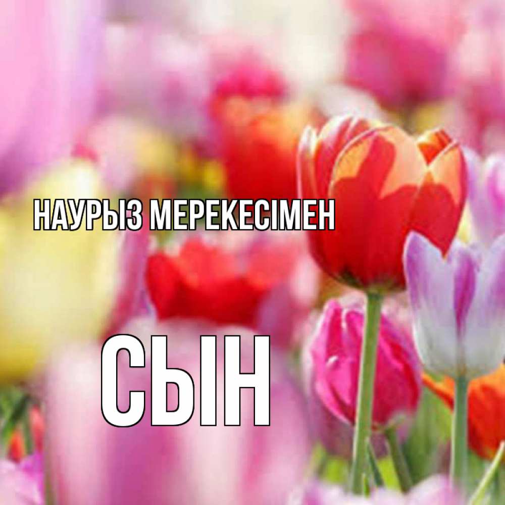 Күн сайын ашық хат с именем, Сын Наурыз мерекесімен праздник весны наурыз 67 Онлайн тегін жүктеп алу тілектері бар керемет карта 