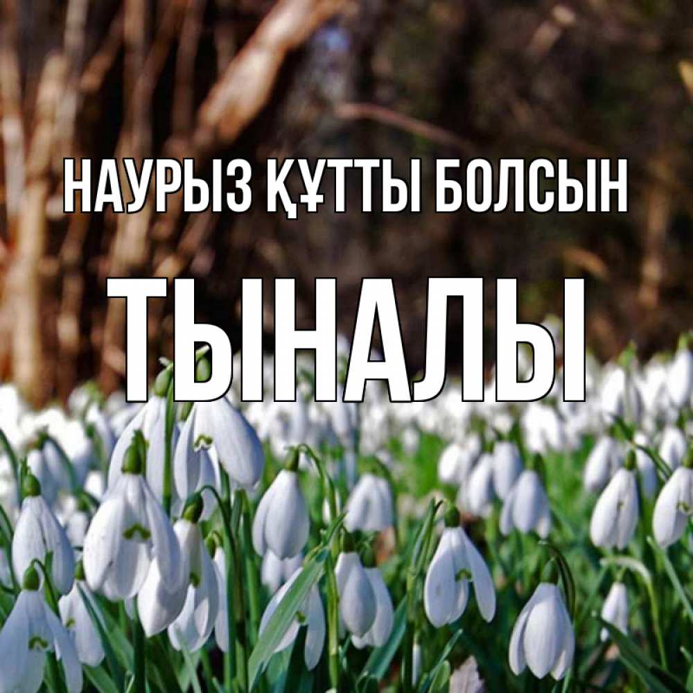 Күн сайын ашық хат с именем, ТЫНАЛЫ Наурыз құтты болсын с подснежниками 1 Онлайн тегін жүктеп алу тілектері бар керемет карта 