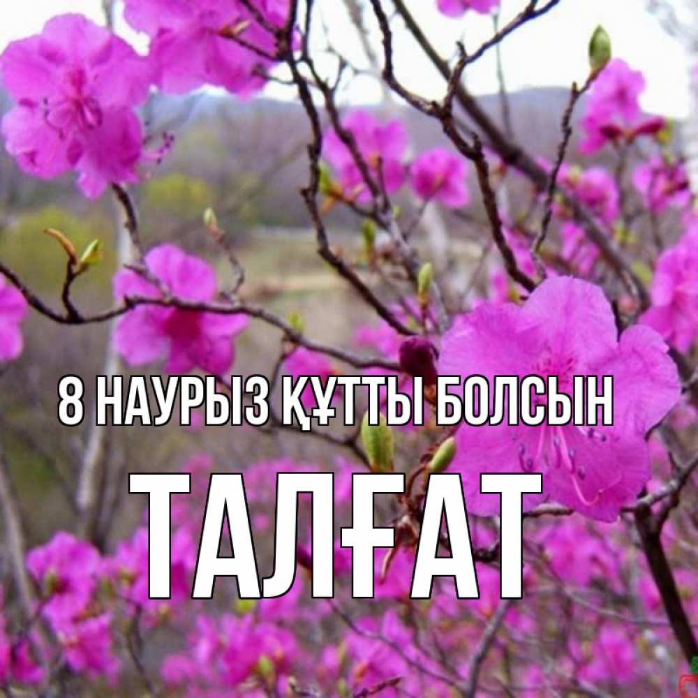 Күн сайын ашық хат с именем, ТАЛҒАТ 8 наурыз құтты болсын международный женский день Онлайн тегін жүктеп алу тілектері бар керемет карта 