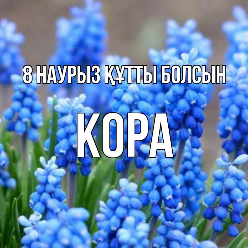 Күн сайын ашық хат с именем, Кора 8 наурыз құтты болсын Поздравительная открытка для женщин с цветами на праздничную дату Онлайн тегін жүктеп алу тілектері бар керемет карта 