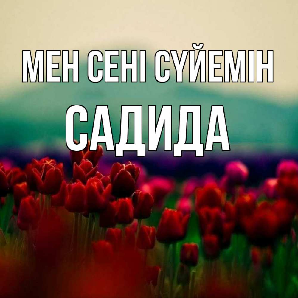 Күн сайын ашық хат с именем, САДИДА Мен сені сүйемін тюльпаны 4 Онлайн тегін жүктеп алу тілектері бар керемет карта 