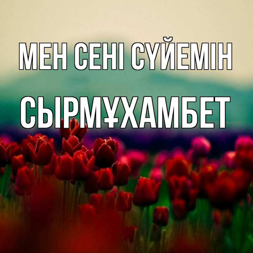 Күн сайын ашық хат с именем, СЫРМҰХАМБЕТ Мен сені сүйемін тюльпаны 4 Онлайн тегін жүктеп алу тілектері бар керемет карта 