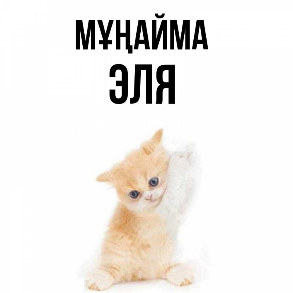 Күн сайын ашық хат с именем, Эля Мұңайма просящий кот Онлайн тегін жүктеп алу тілектері бар керемет карта 
