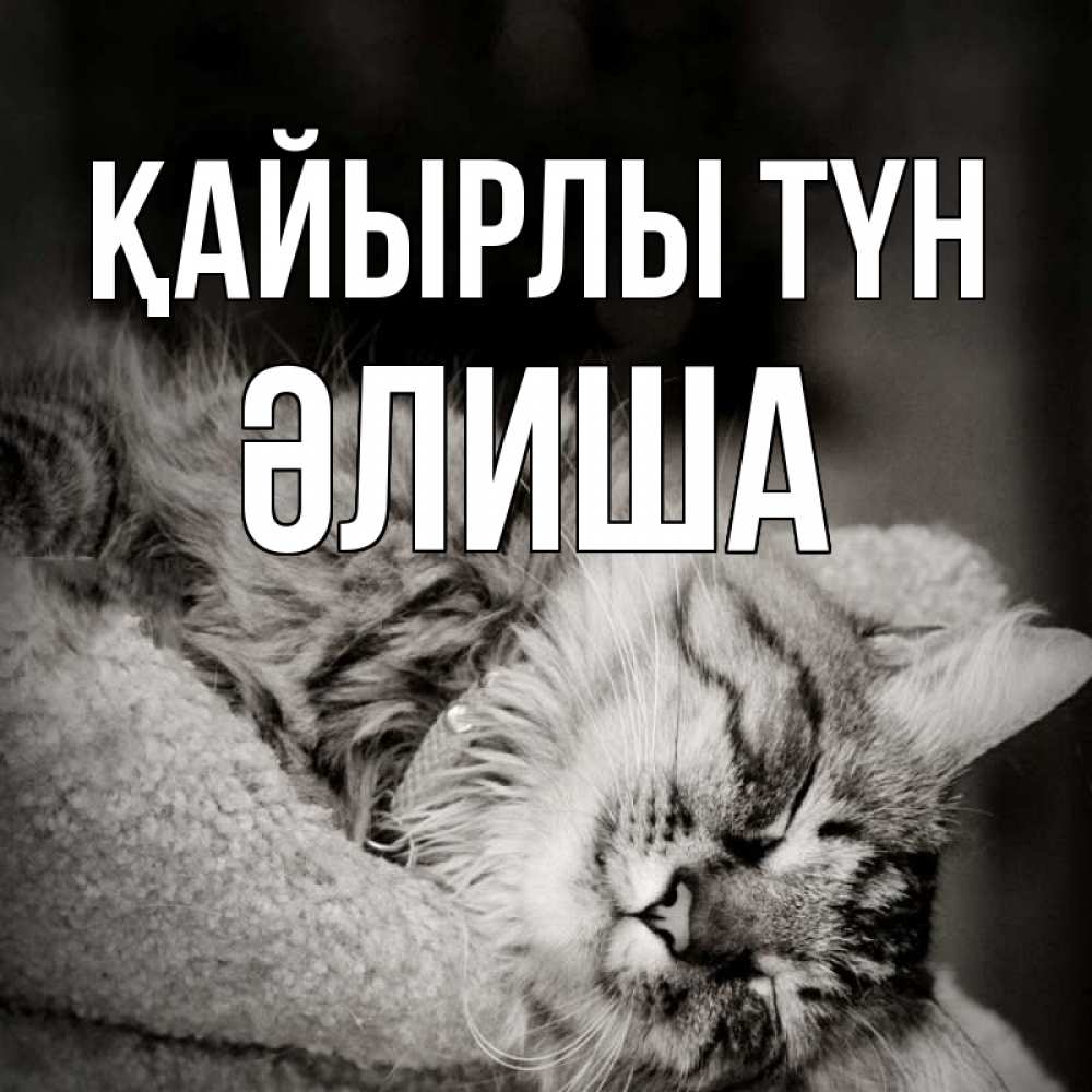 Күн сайын ашық хат с именем, ӘЛИША Қайырлы түн котярик пушистый Онлайн тегін жүктеп алу тілектері бар керемет карта 