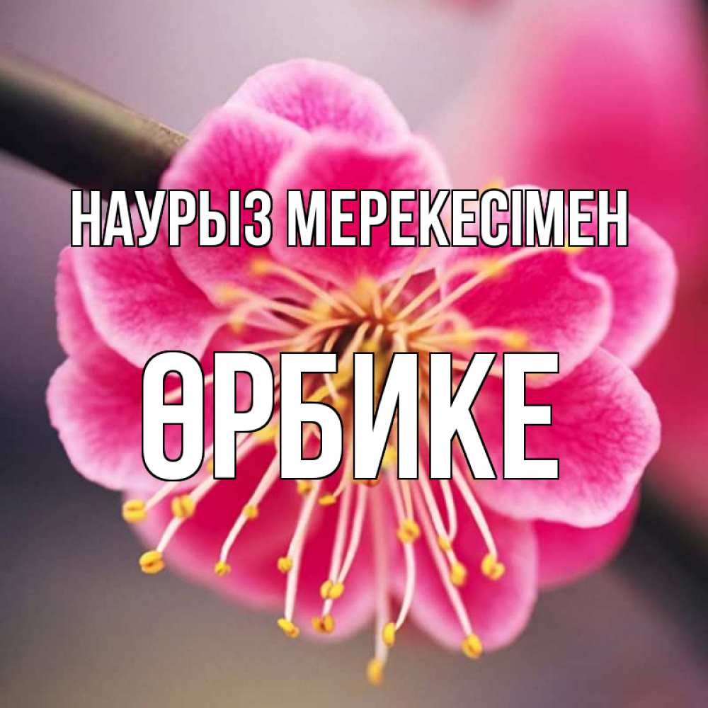 Күн сайын ашық хат с именем, ӨРБИКЕ Наурыз мерекесімен цветы Онлайн тегін жүктеп алу тілектері бар керемет карта 