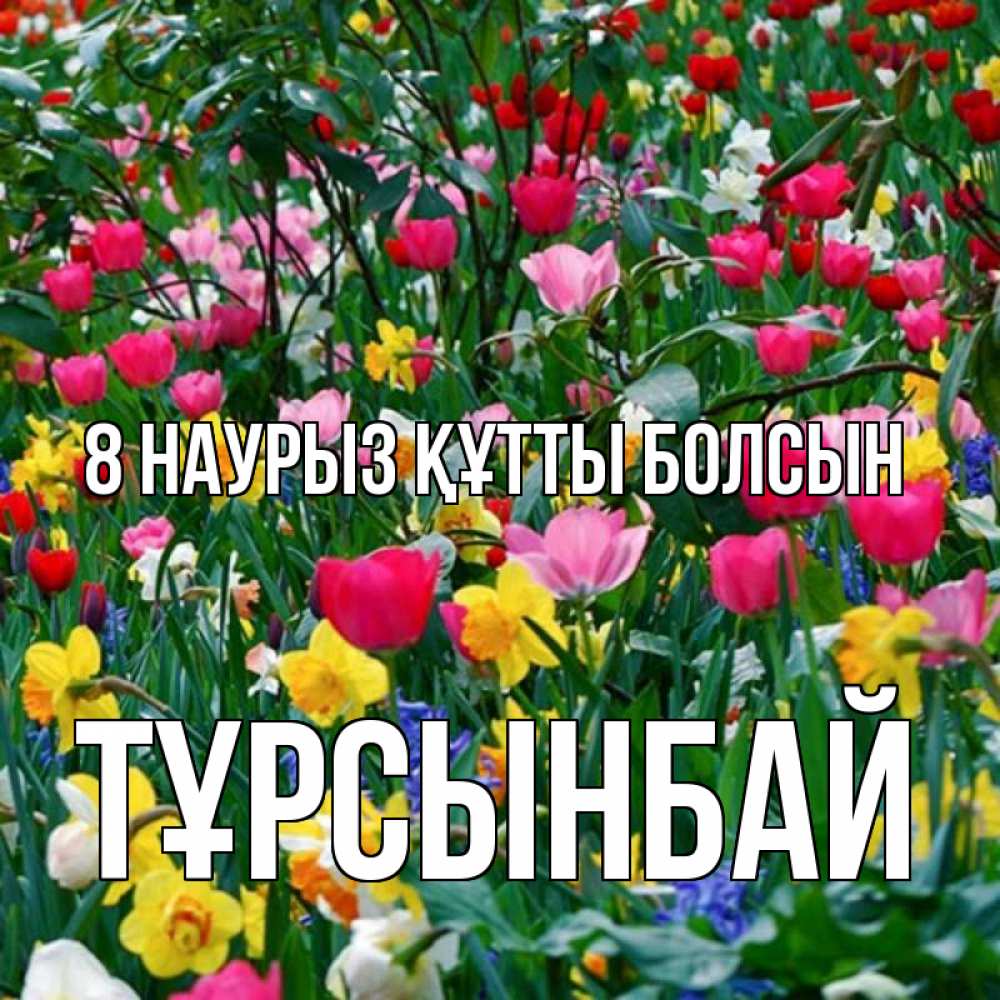 Күн сайын ашық хат с именем, ТҰРСЫНБАЙ 8 наурыз құтты болсын с международным женским днем поздравления для женщины Онлайн тегін жүктеп алу тілектері бар керемет карта 