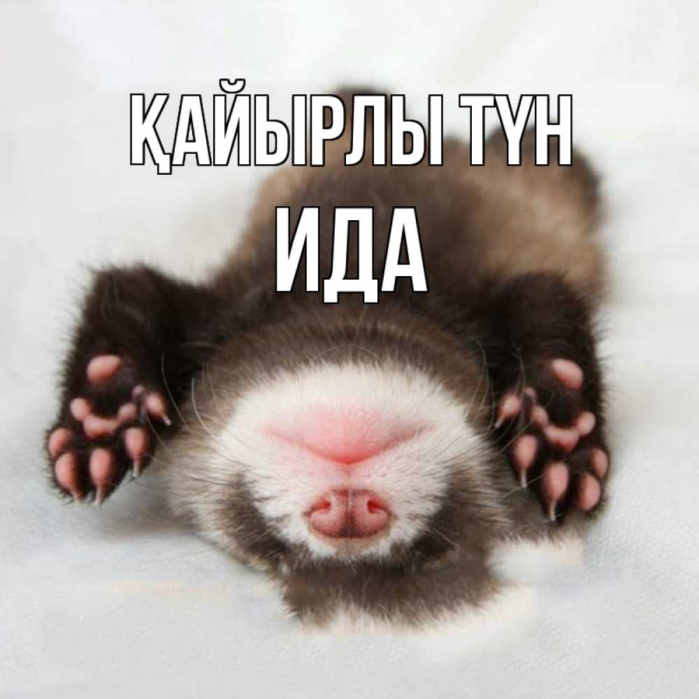 Күн сайын ашық хат с именем, Ида Қайырлы түн зверек Онлайн тегін жүктеп алу тілектері бар керемет карта 