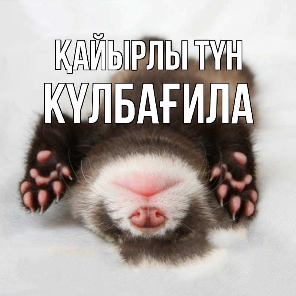 Күн сайын ашық хат с именем, КҮЛБАҒИЛА Қайырлы түн зверек Онлайн тегін жүктеп алу тілектері бар керемет карта 