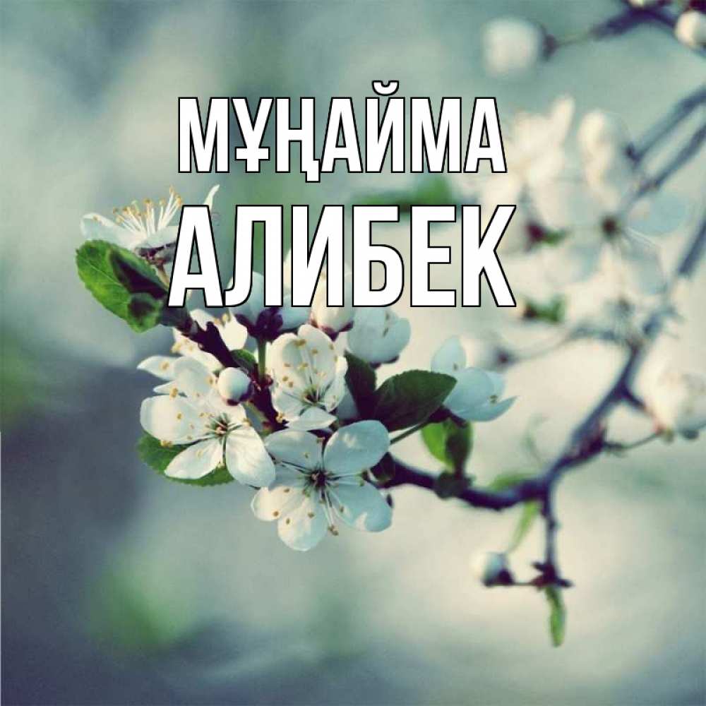 Күн сайын ашық хат с именем, Алибек Мұңайма яблоня в цвету 1 Онлайн тегін жүктеп алу тілектері бар керемет карта 