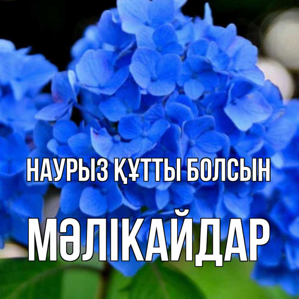 Күн сайын ашық хат с именем, МӘЛІКАЙДАР Наурыз құтты болсын синие цветы Онлайн тегін жүктеп алу тілектері бар керемет карта 