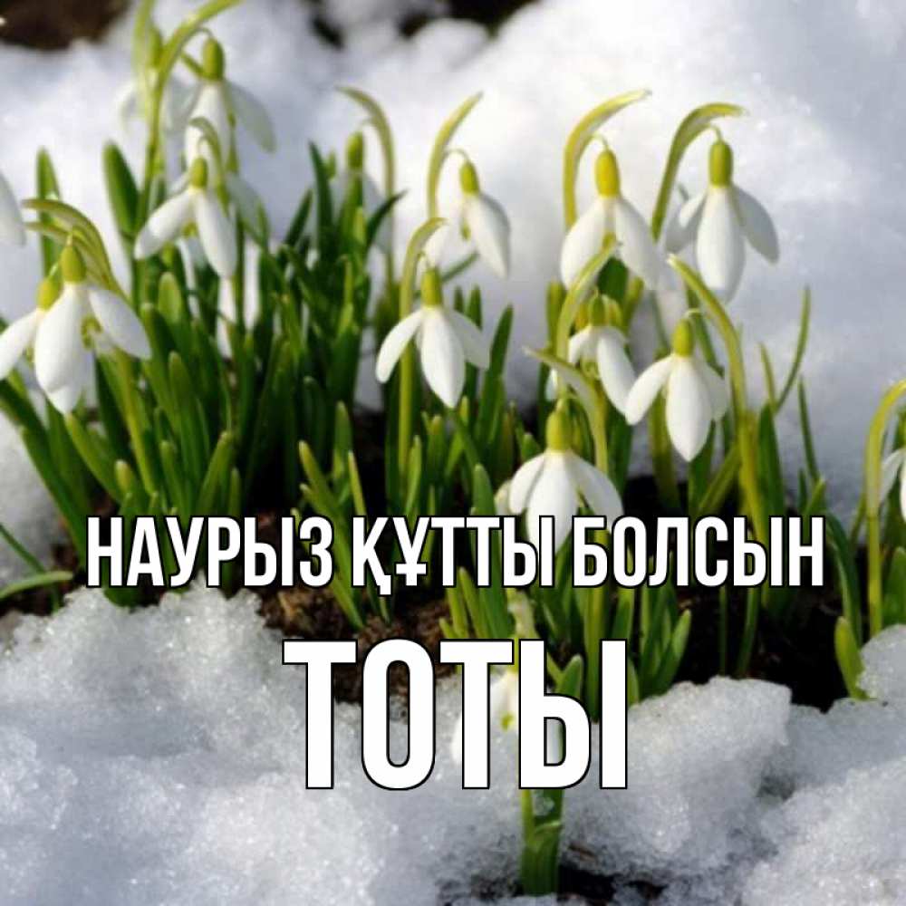 Күн сайын ашық хат с именем, ТОТЫ Наурыз құтты болсын цветы весенние Онлайн тегін жүктеп алу тілектері бар керемет карта 