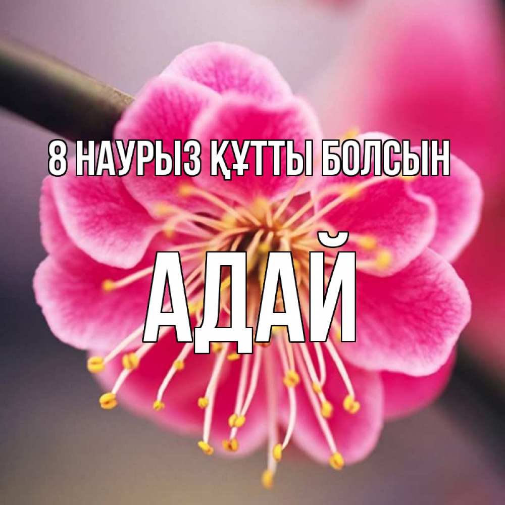 Күн сайын ашық хат с именем, Адай 8 наурыз құтты болсын цветы Онлайн тегін жүктеп алу тілектері бар керемет карта 