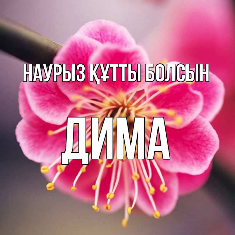 Күн сайын ашық хат с именем, Дима Наурыз құтты болсын цветы Онлайн тегін жүктеп алу тілектері бар керемет карта 