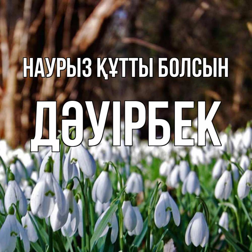 Күн сайын ашық хат с именем, Дәуірбек Наурыз құтты болсын с подснежниками 1 Онлайн тегін жүктеп алу тілектері бар керемет карта 