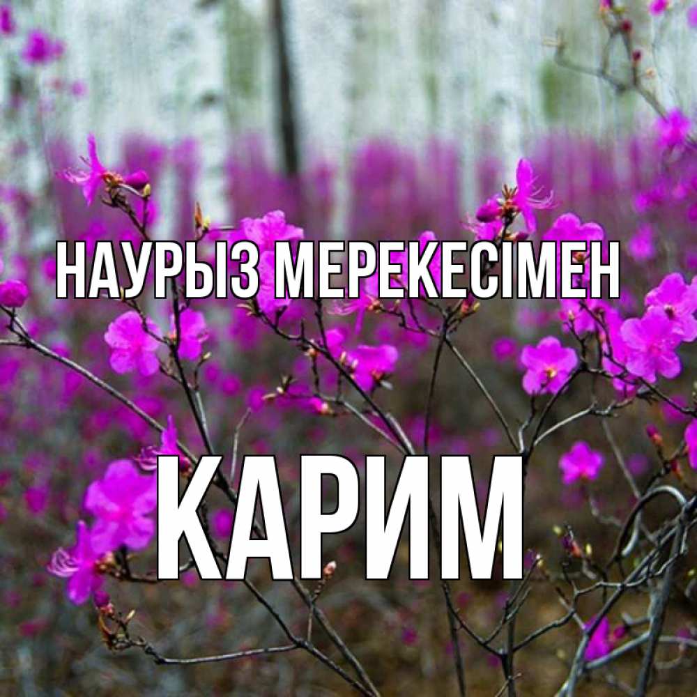 Күн сайын ашық хат с именем, Карим Наурыз мерекесімен дикие цветы Онлайн тегін жүктеп алу тілектері бар керемет карта 