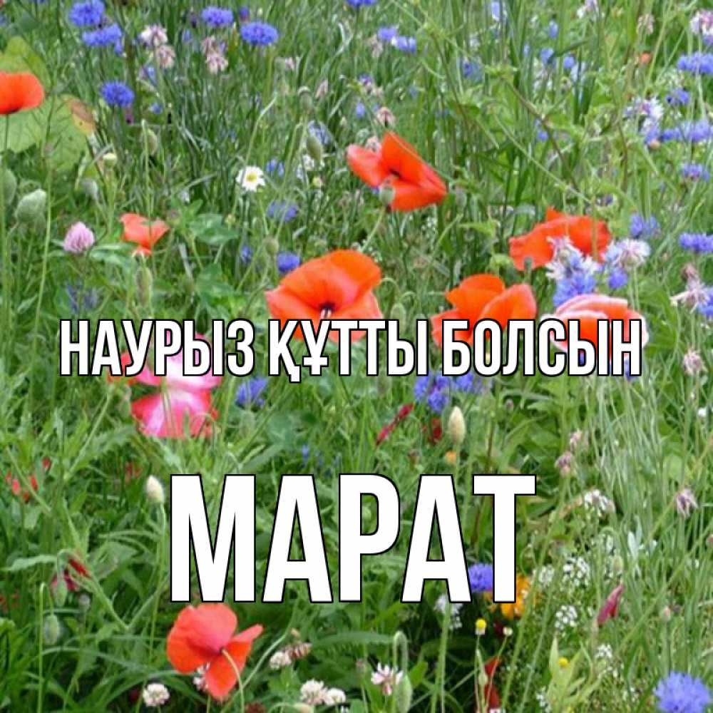 Күн сайын ашық хат с именем, МАРАТ Наурыз құтты болсын наурыз  4 Онлайн тегін жүктеп алу тілектері бар керемет карта 