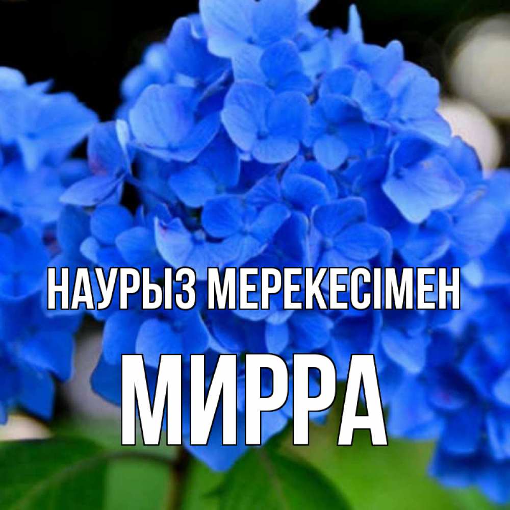 Күн сайын ашық хат с именем, Мирра Наурыз мерекесімен синие цветы Онлайн тегін жүктеп алу тілектері бар керемет карта 