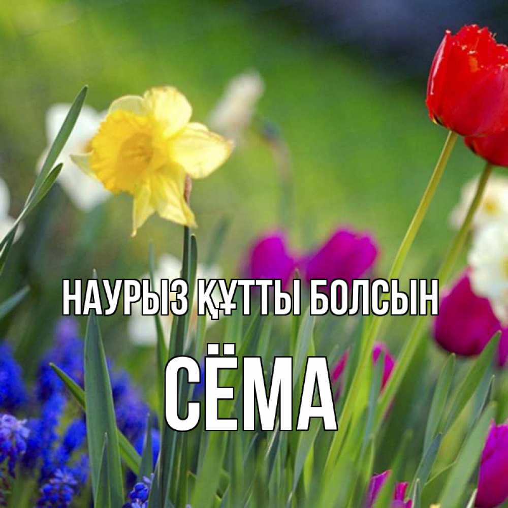 Күн сайын ашық хат с именем, Сёма Наурыз құтты болсын наурыз  3 открытки Онлайн тегін жүктеп алу тілектері бар керемет карта 
