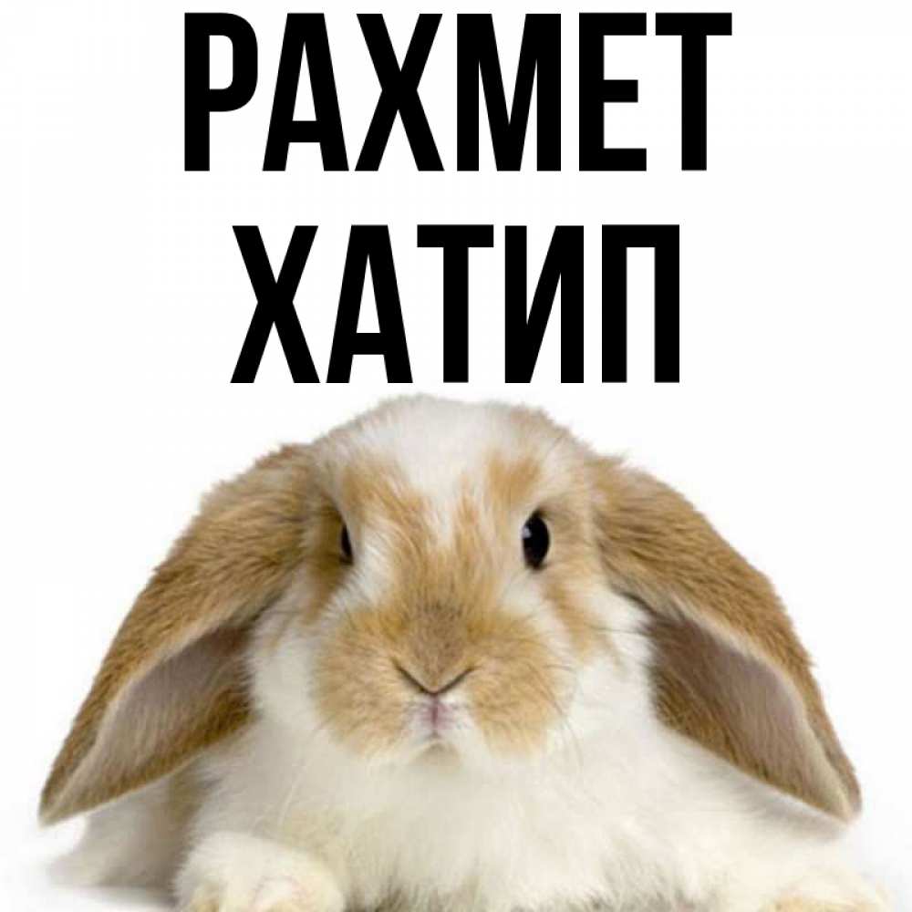 Күн сайын ашық хат с именем, ХАТИП рахмет коричнево белый заяц Онлайн тегін жүктеп алу тілектері бар керемет карта 