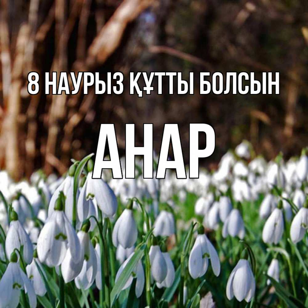 Күн сайын ашық хат с именем, АНАР 8 наурыз құтты болсын с подснежниками 1 Онлайн тегін жүктеп алу тілектері бар керемет карта 