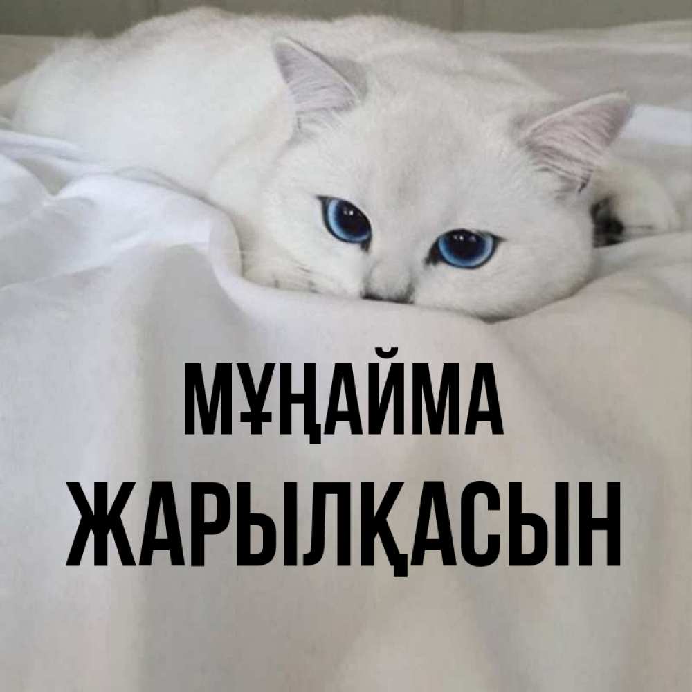 Күн сайын ашық хат с именем, Жарылқасын Мұңайма Голубоглазая кошка Онлайн тегін жүктеп алу тілектері бар керемет карта 