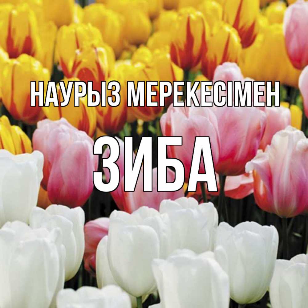 Күн сайын ашық хат с именем, ЗИБА Наурыз мерекесімен разноцветные цветы Онлайн тегін жүктеп алу тілектері бар керемет карта 